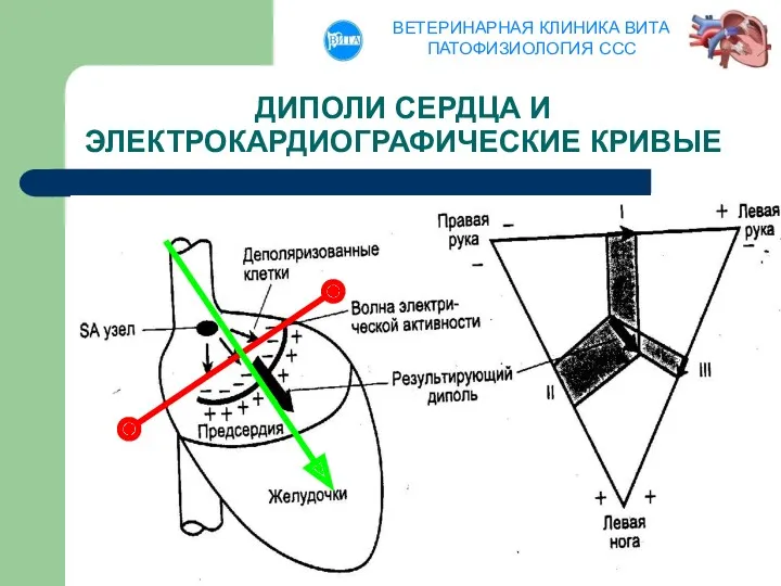 ДИПОЛИ СЕРДЦА И ЭЛЕКТРОКАРДИОГРАФИЧЕСКИЕ КРИВЫЕ