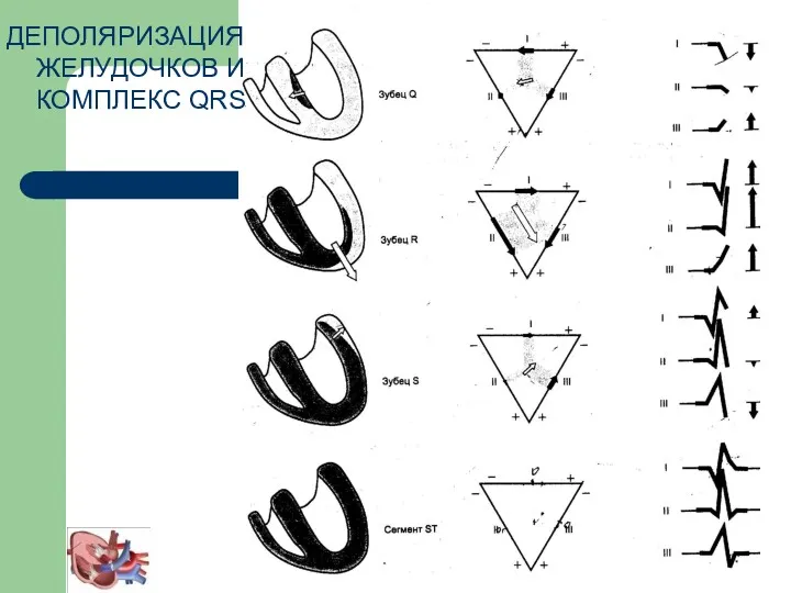 ДЕПОЛЯРИЗАЦИЯ ЖЕЛУДОЧКОВ И КОМПЛЕКС QRS