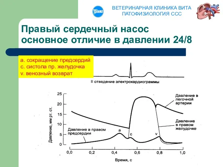 Правый сердечный насос основное отличие в давлении 24/8 а. сокращение