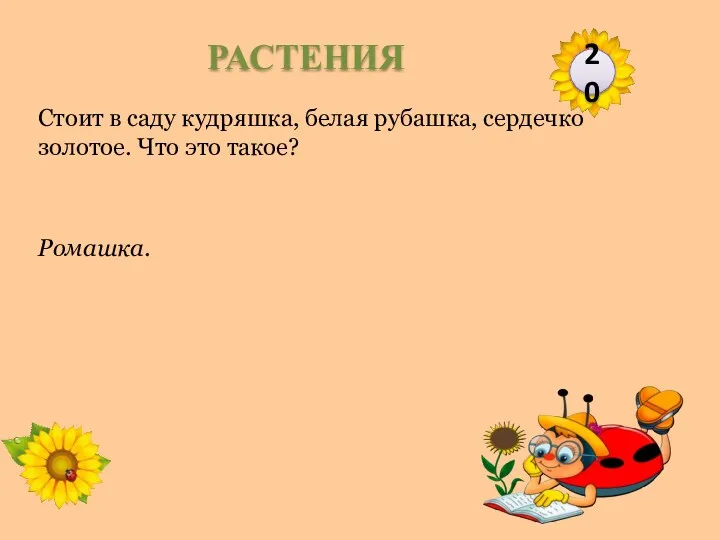 Ромашка. Стоит в саду кудряшка, белая рубашка, сердечко золотое. Что это такое? 20 РАСТЕНИЯ