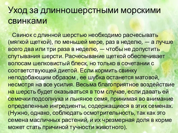 Уход за длинношерстными морскими свинками Свинок с длинной шерстью необходимо