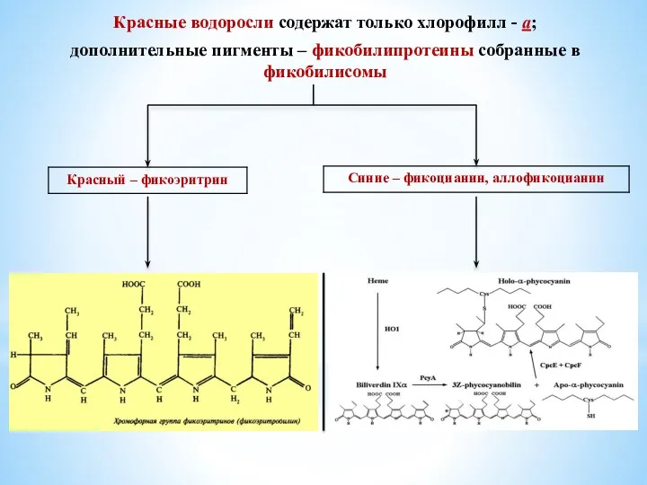 Красные водоросли содержат только хлорофилл - а; дополнительные пигменты – фикобилипротеины собранные в фикобилисомы