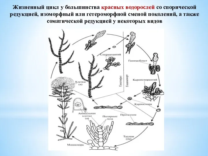 Жизненный цикл у большинства красных водорослей со спорической редукцией, изоморфный или гетероморфной сменой