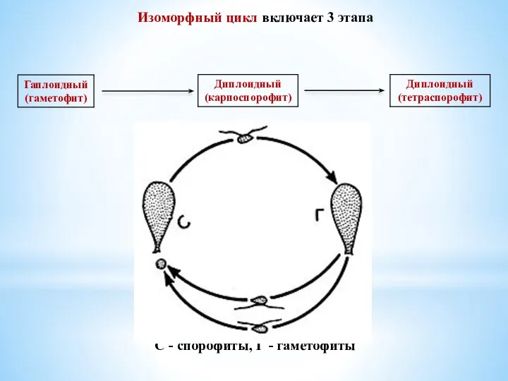 Изоморфный цикл включает 3 этапа С - спорофиты, Г - гаметофиты