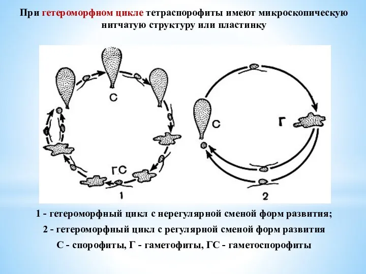 При гетероморфном цикле тетраспорофиты имеют микроскопическую нитчатую структуру или пластинку 1 - гетероморфный