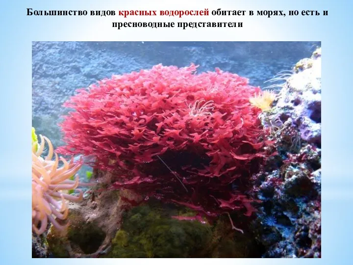 Большинство видов красных водорослей обитает в морях, но есть и пресноводные представители