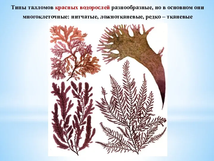 Типы талломов красных водорослей разнообразные, но в основном они многоклеточные: нитчатые, ложнотканевые, редко – тканевые