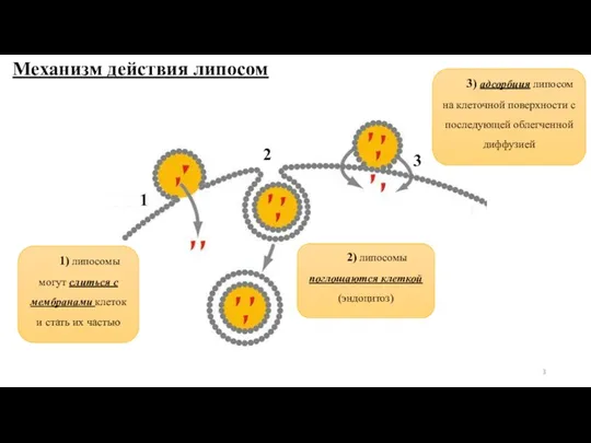 Механизм действия липосом 3 2 1 3) адсорбция липосом на