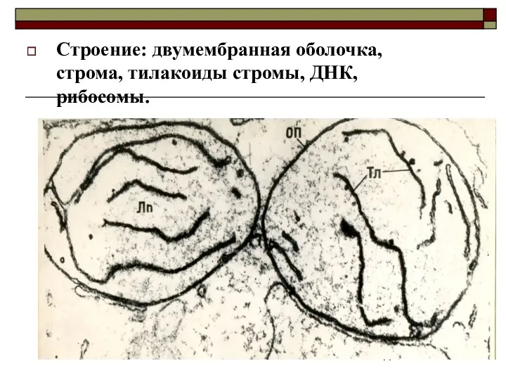 Строение: двумембранная оболочка, строма, тилакоиды стромы, ДНК, рибосомы.