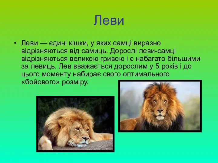 Леви Леви — єдині кішки, у яких самці виразно відрізняються від самиць. Дорослі