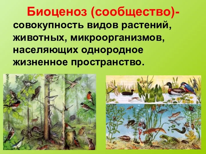 Биоценоз (сообщество)- совокупность видов растений, животных, микроорганизмов, населяющих однородное жизненное пространство.