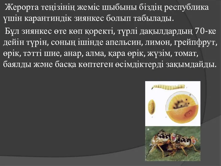 Жерорта теңізінің жеміс шыбыны біздің республика үшін карантиндік зиянкес болып