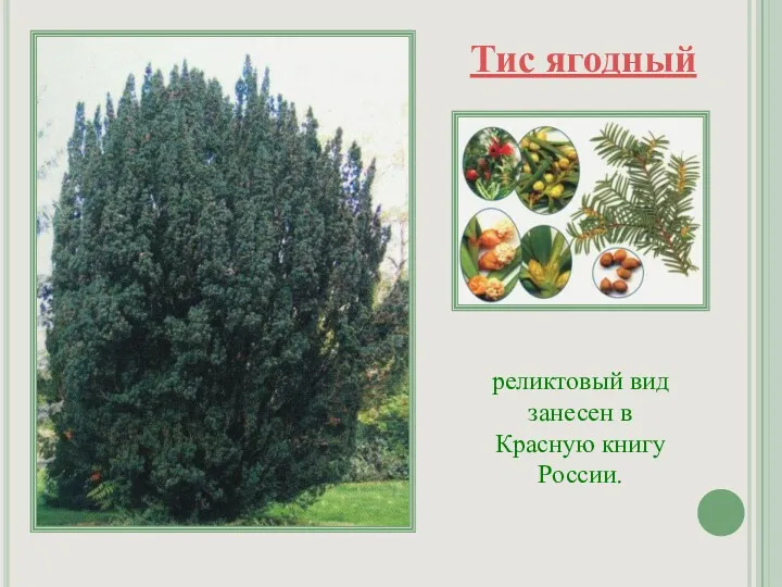 Тис ягодный реликтовый вид занесен в Красную книгу России.