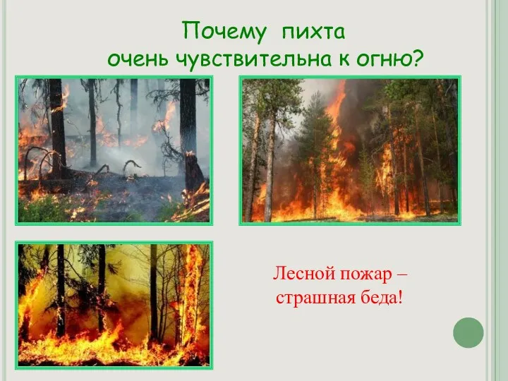 Почему пихта очень чувствительна к огню? Лесной пожар – страшная беда!