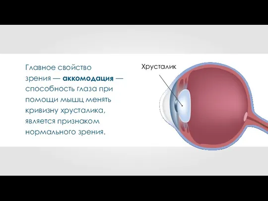 Главное свойство зрения — аккомодация — способность глаза при помощи мышц менять кривизну