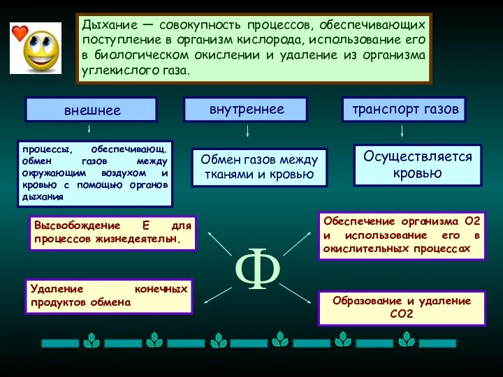 Дыхание — совокупность процессов, обеспечивающих поступление в организм кислорода, использование