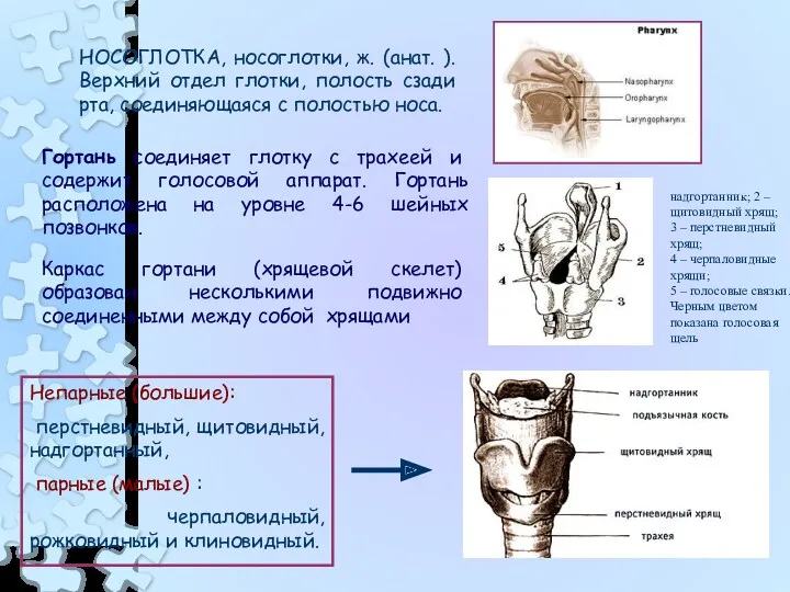 НОСОГЛОТКА, носоглотки, ж. (анат. ). Верхний отдел глотки, полость сзади