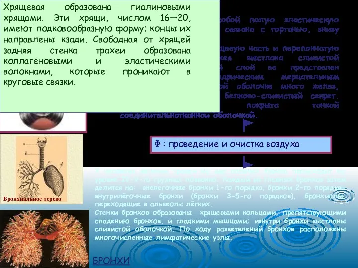 Трахея представляет собой полую эластическую трубку, которая прочно связана с гортанью, внизу делится