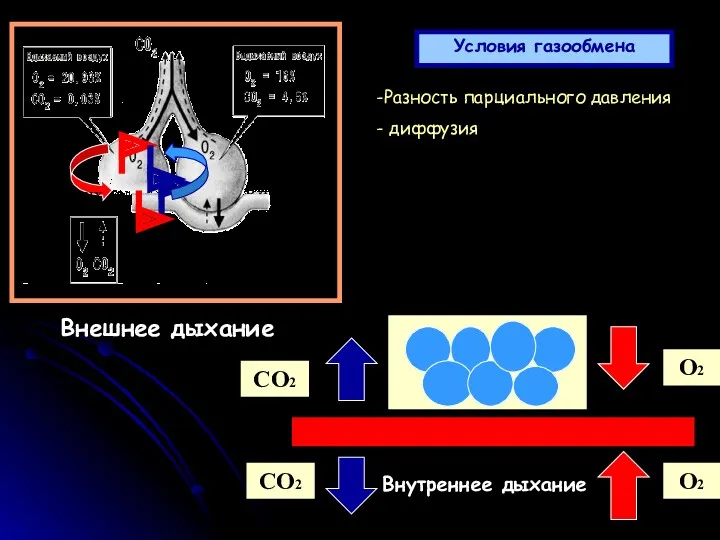 Разность парциального давления диффузия Условия газообмена из легких в легкие Внешнее дыхание О2