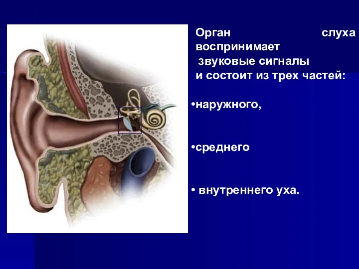 Орган слуха воспринимает звуковые сигналы и состоит из трех частей: наружного, среднего внутреннего уха.