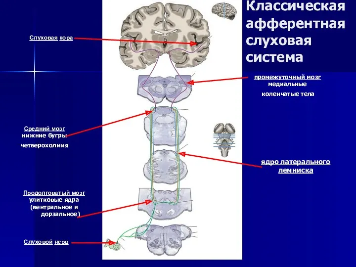 Классическая афферентная слуховая система Продолговатый мозг улитковые ядра (вентральное и