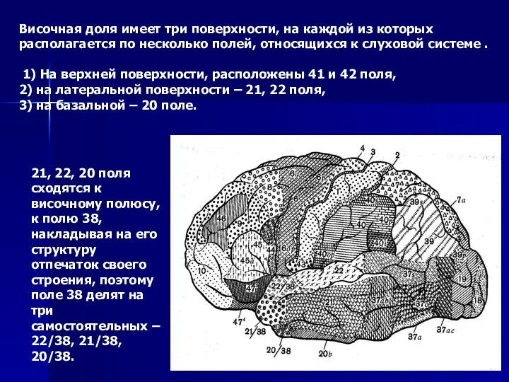 Височная доля имеет три поверхности, на каждой из которых располагается