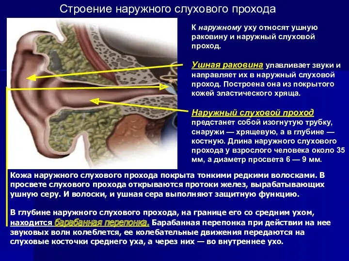 К наружному уху относят ушную раковину и наружный слуховой проход.