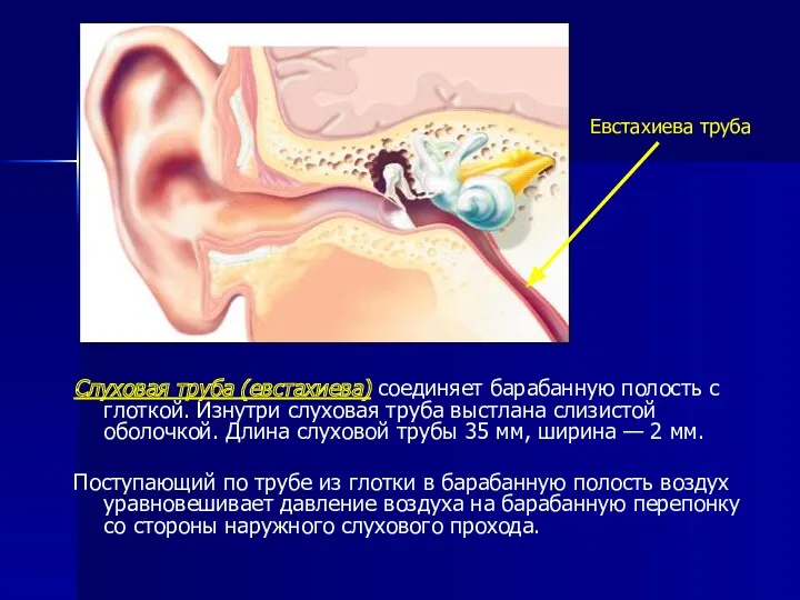Слуховая труба (евстахиева) соединяет барабанную полость с глоткой. Изнутри слуховая труба выстлана слизистой