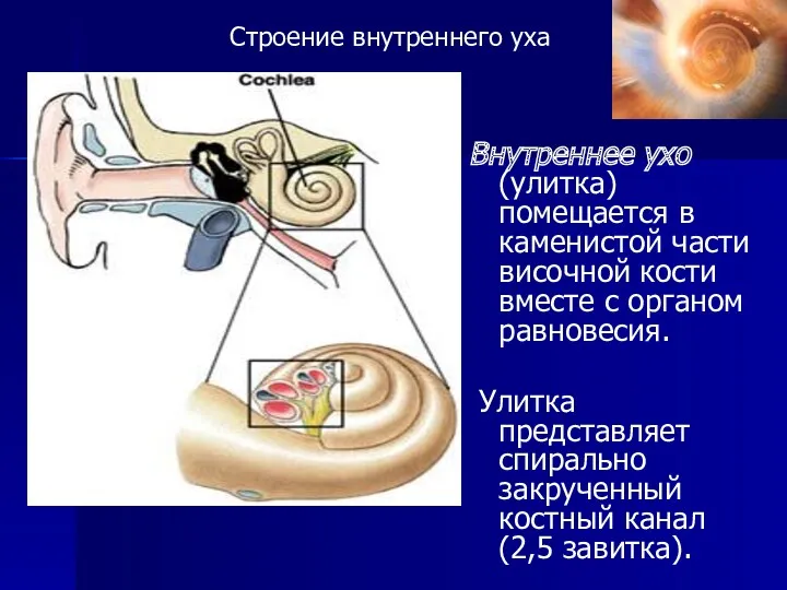 Строение внутреннего уха Внутреннее ухо (улитка) помещается в каменистой части височной кости вместе