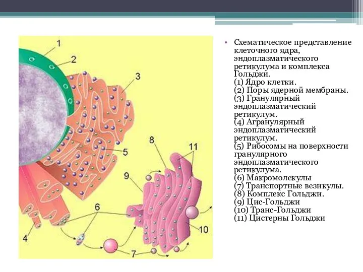 Схематическое представление клеточного ядра, эндоплазматического ретикулума и комплекса Гольджи. (1)