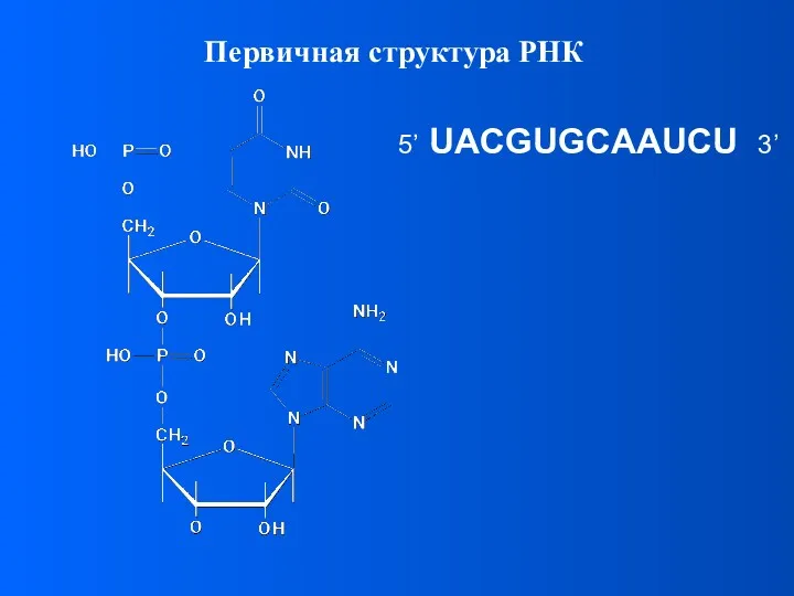 Первичная структура РНК 5’ UACGUGCAAUCU 3’