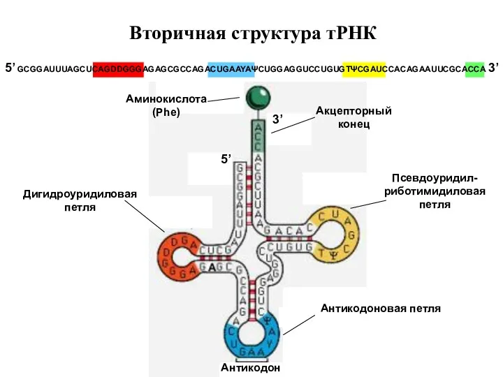 Вторичная структура тРНК
