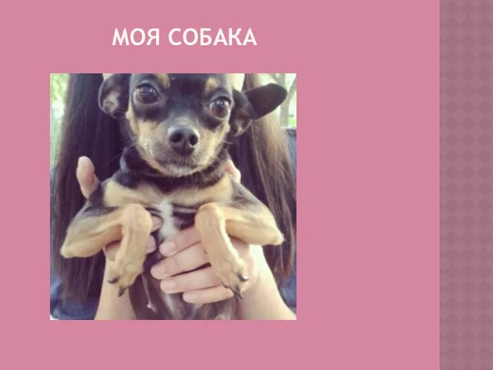 МОЯ СОБАКА