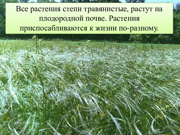 Все растения степи травянистые, растут на плодородной почве. Растения приспосабливаются к жизни по-разному.