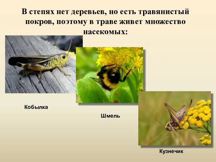 В степях нет деревьев, но есть травянистый покров, поэтому в