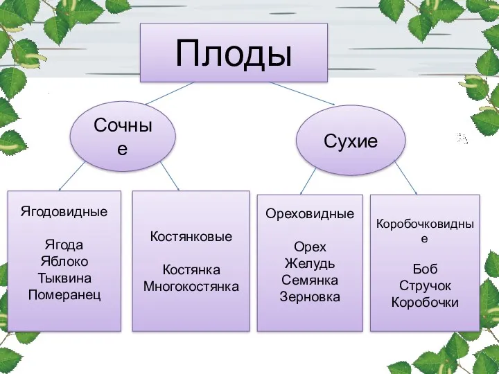 Плоды Плоды Сочные Сухие Ягодовидные Ягода Яблоко Тыквина Померанец Костянковые