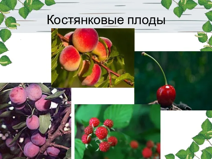 Костянковые плоды