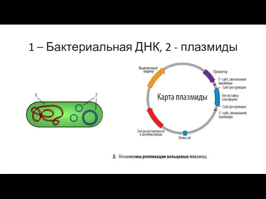 1 – Бактериальная ДНК, 2 - плазмиды