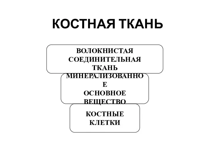 КОСТНАЯ ТКАНЬ ВОЛОКНИСТАЯ СОЕДИНИТЕЛЬНАЯ ТКАНЬ МИНЕРАЛИЗОВАННОЕ ОСНОВНОЕ ВЕЩЕСТВО КОСТНЫЕ КЛЕТКИ