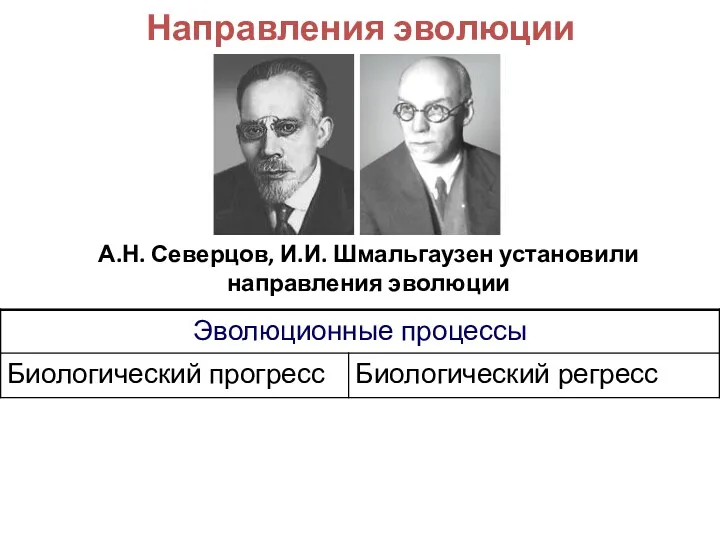 Направления эволюции А.Н. Северцов, И.И. Шмальгаузен установили направления эволюции