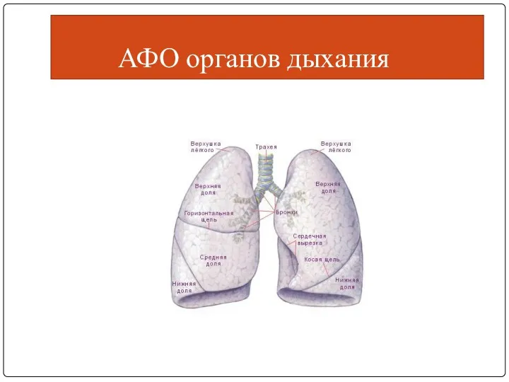 АФО органов дыхания