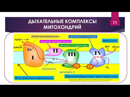 ДЫХАТЕЛЬНЫЕ КОМПЛЕКСЫ МИТОХОНДРИЙ 11