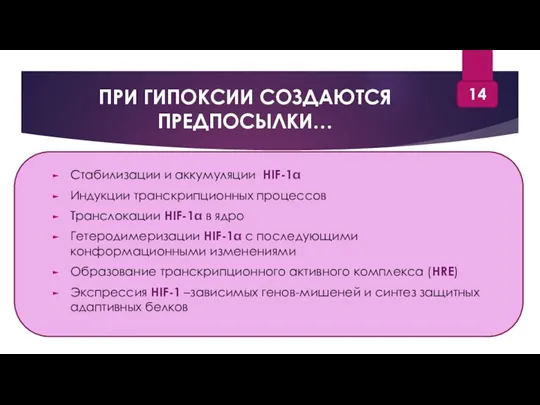 ПРИ ГИПОКСИИ СОЗДАЮТСЯ ПРЕДПОСЫЛКИ… Стабилизации и аккумуляции HIF-1 Индукции транскрипционных