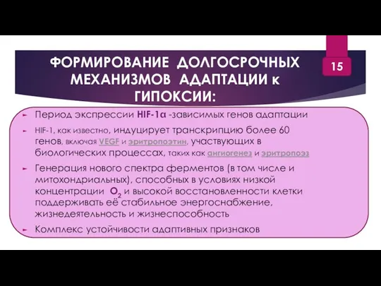 ФОРМИРОВАНИЕ ДОЛГОСРОЧНЫХ МЕХАНИЗМОВ АДАПТАЦИИ к ГИПОКСИИ: Период экспрессии HIF-1 -зависимых