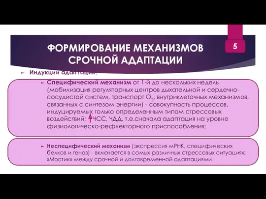 ФОРМИРОВАНИЕ МЕХАНИЗМОВ СРОЧНОЙ АДАПТАЦИИ Индукции адаптации: Специфический механизм от 1-й