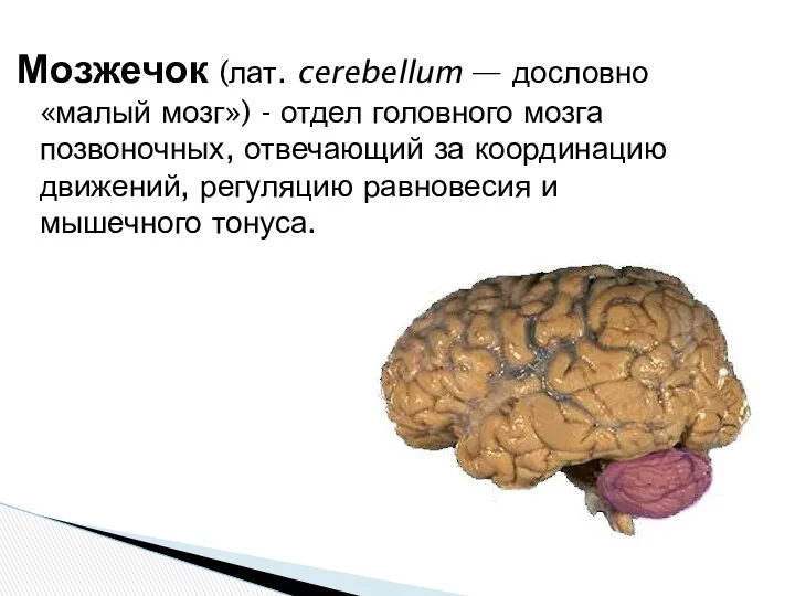 Мозжечок (лат. cerebellum — дословно «малый мозг») - отдел головного