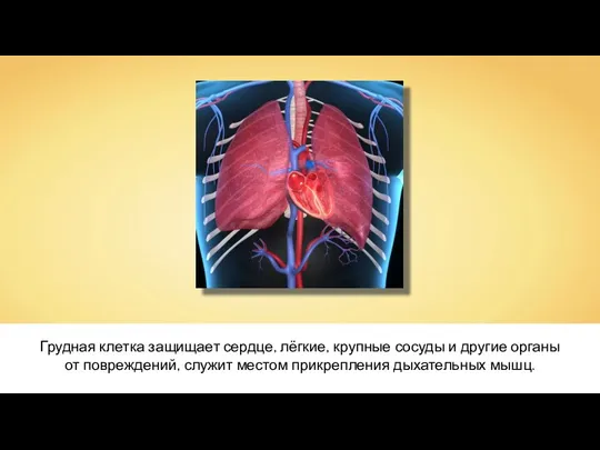 Грудная клетка защищает сердце, лёгкие, крупные сосуды и другие органы