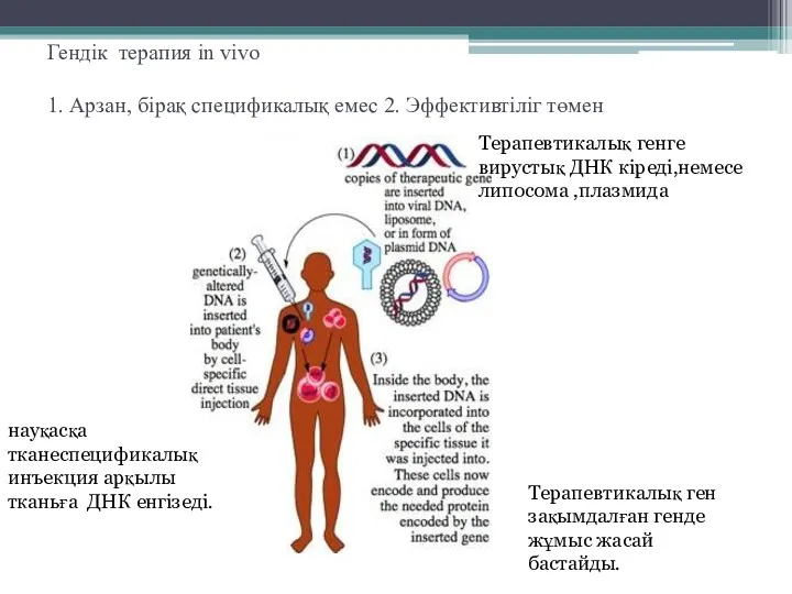 Гендік терапия in vivo 1. Арзан, бірақ спецификалық емес 2.