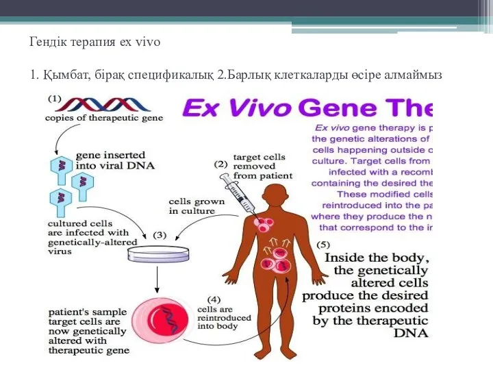 Гендік терапия ex vivo 1. Қымбат, бірақ спецификалық 2.Барлық клеткаларды өсіре алмаймыз