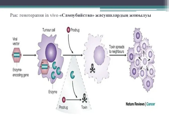 Рак: генотерапия in vivo «Самоубийства» жасушалардың жоюылуы